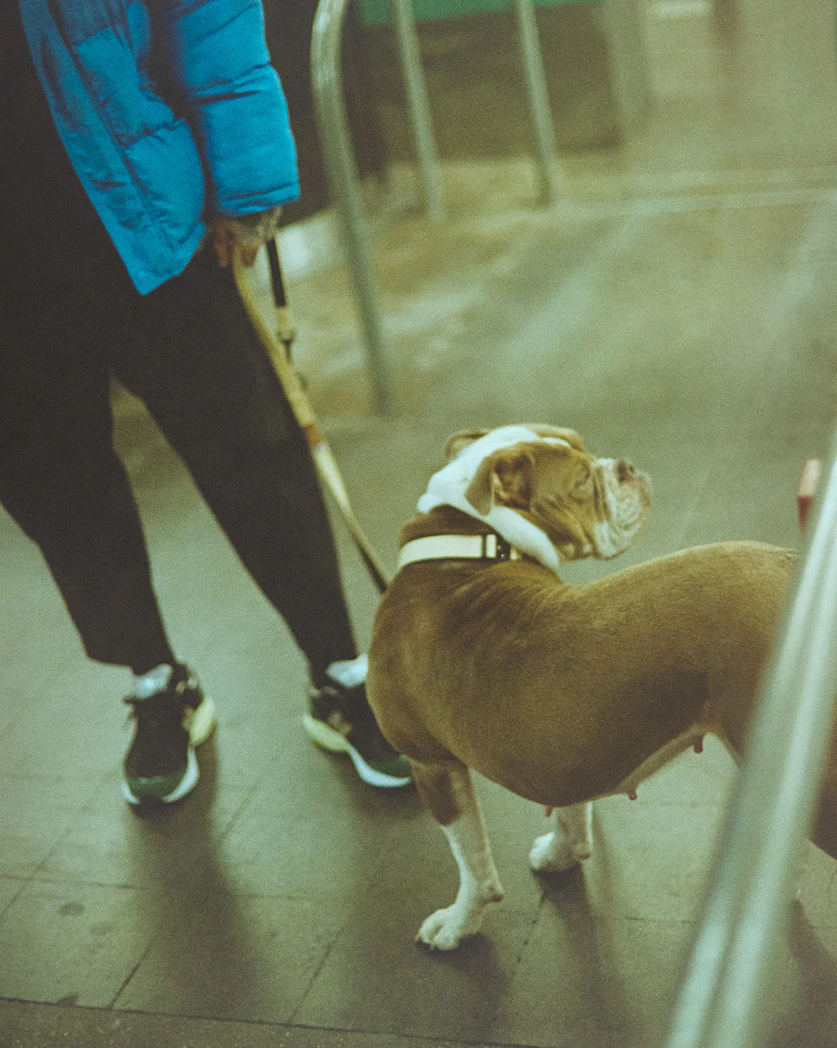 Trekk Dog Leash - Image 8